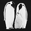 Футболка женская Like a Penguin, черная с логотипом в Нефтекамске заказать по выгодной цене в кибермаркете AvroraStore