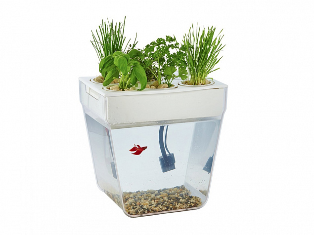 Набор для выращивания растений и ухода за рыбкой Акваферма с логотипом в Нефтекамске заказать по выгодной цене в кибермаркете AvroraStore